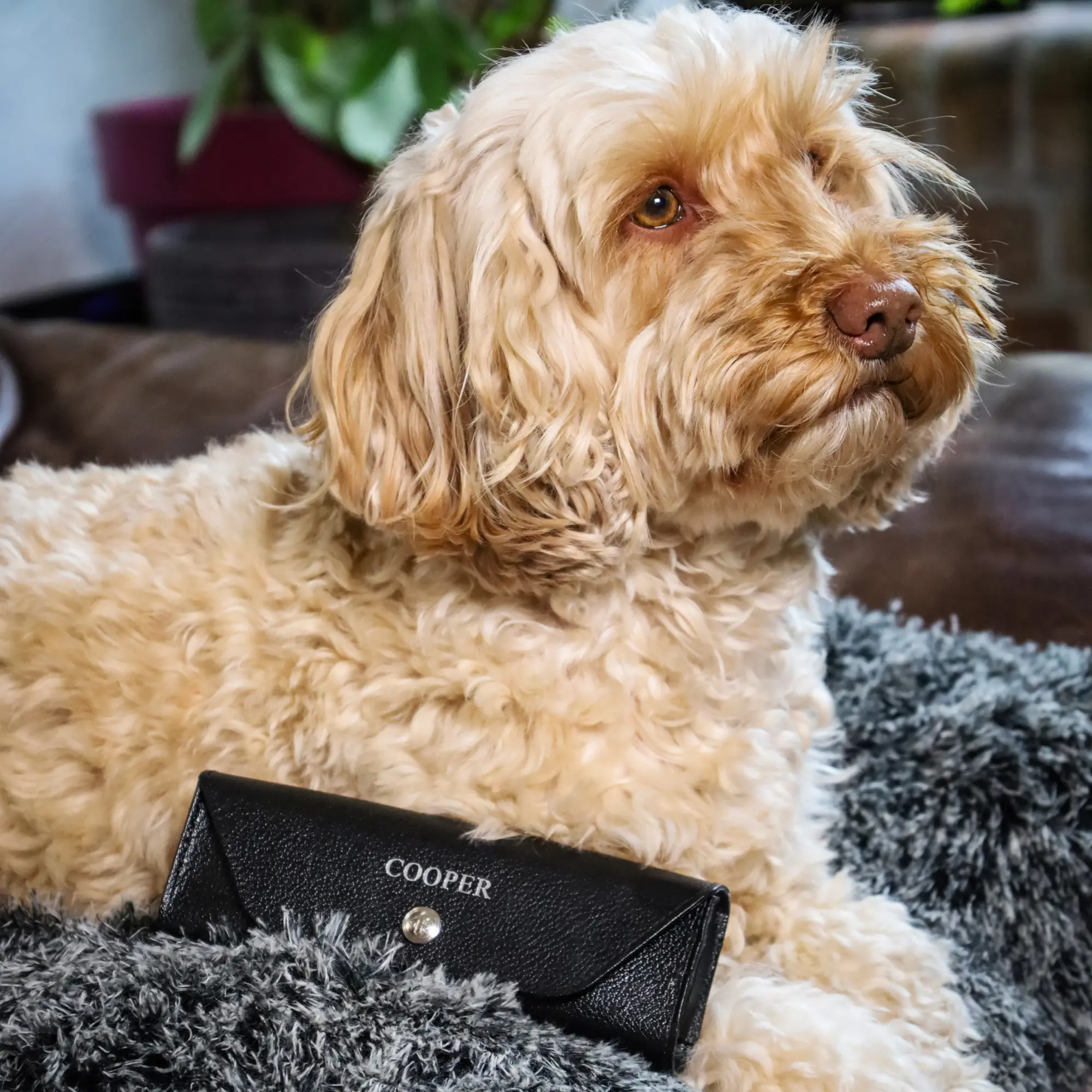 Capra Large Pet Pill Case - Image 15