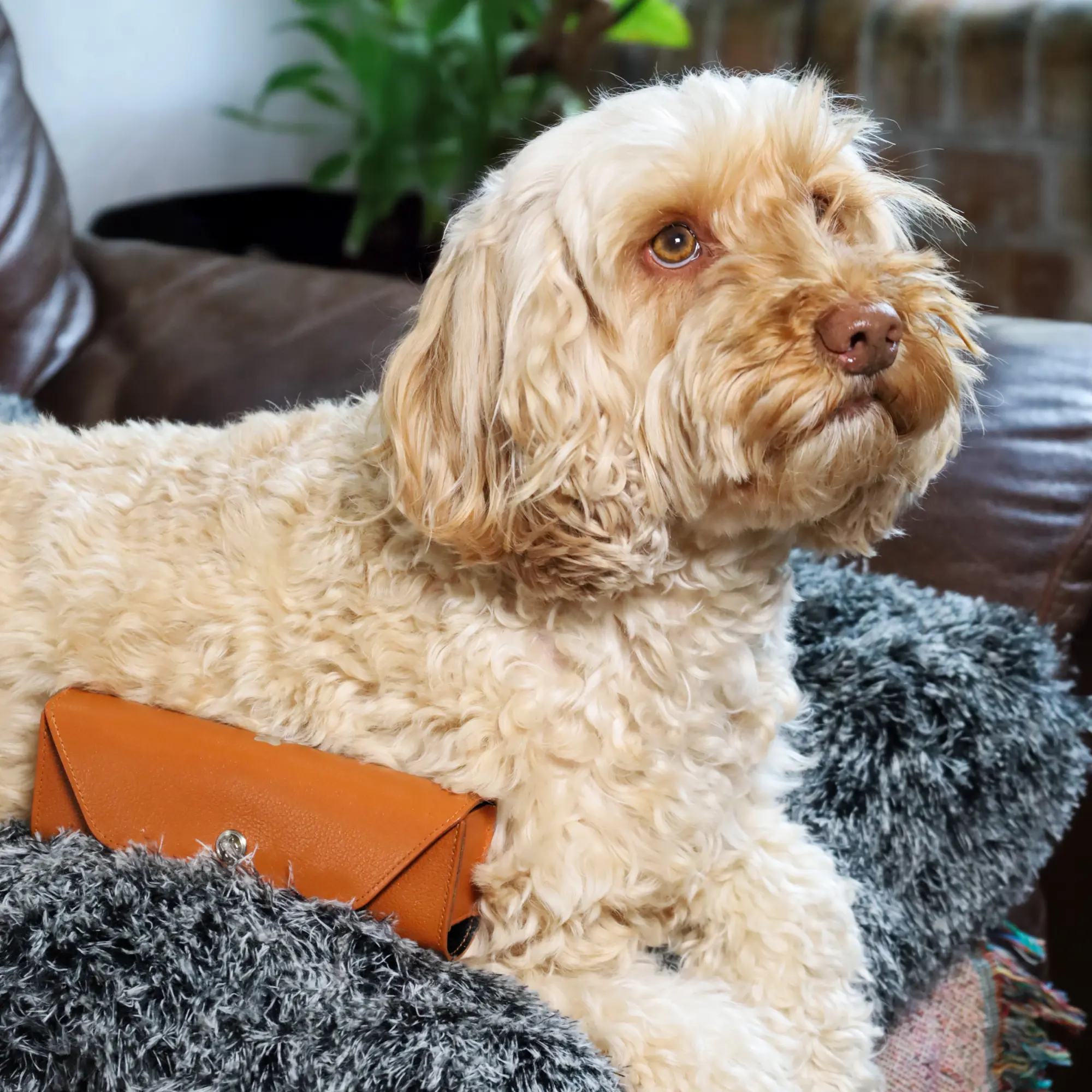 Capra Large Pet Pill Case - Image 22